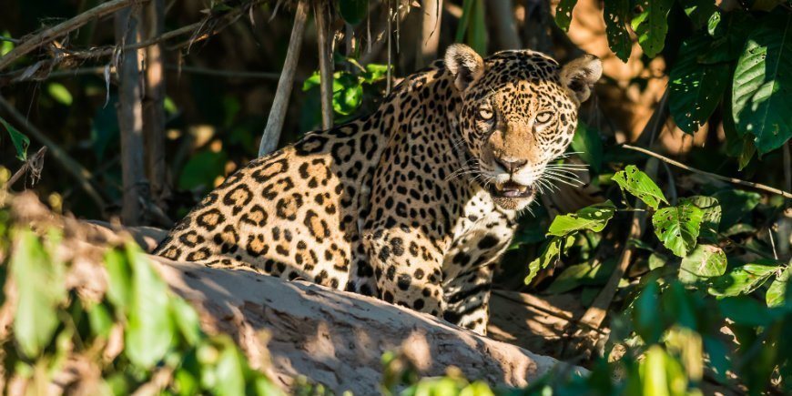 Jaguar i Amazonas