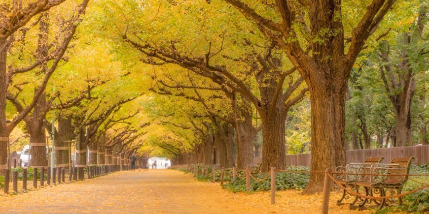 Gingkotræer i Tokyo