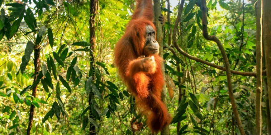 Gunung Leuser Nationalpark