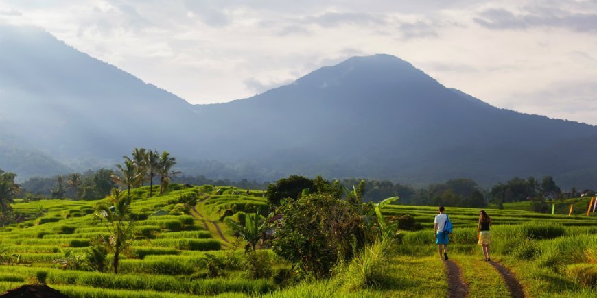 Risterasser, Ubud