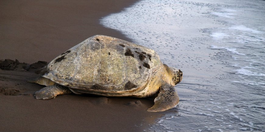 Tortuguero