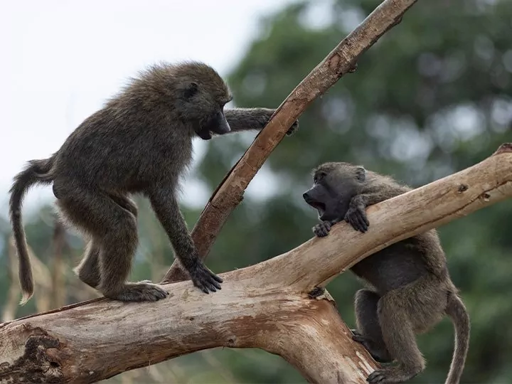 Familiesafari i Tanzania