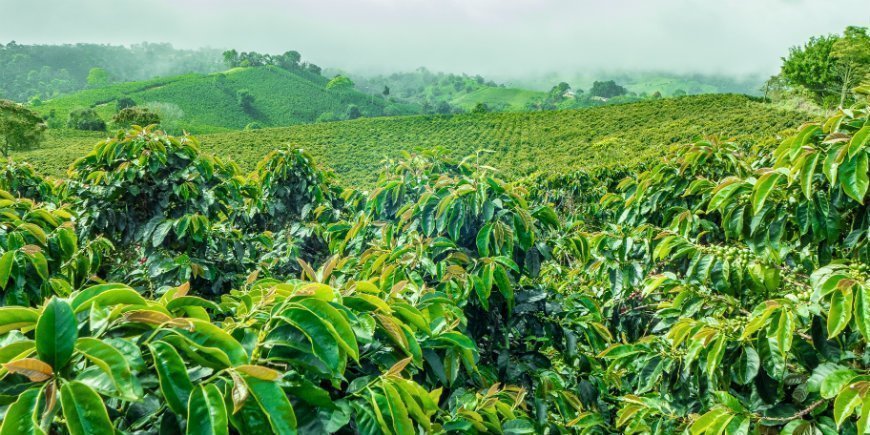 kafferegion colombia