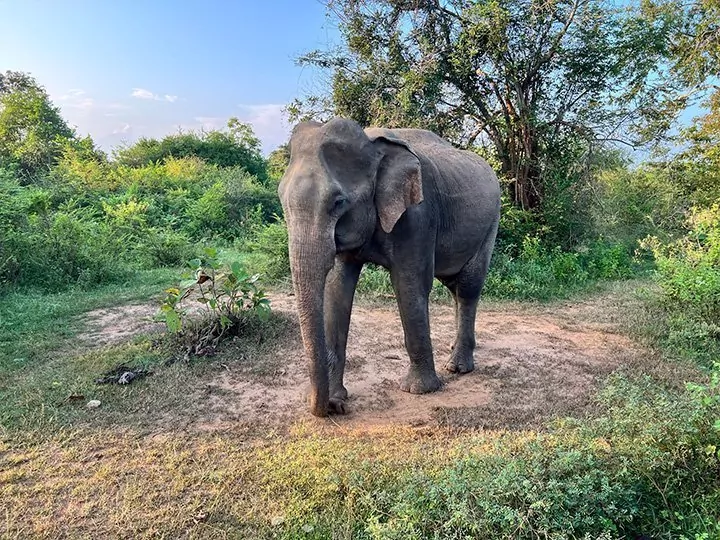 Det bedste af Sri Lanka