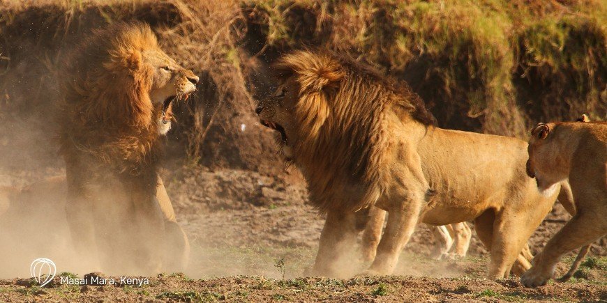 Løver i Masai Mara