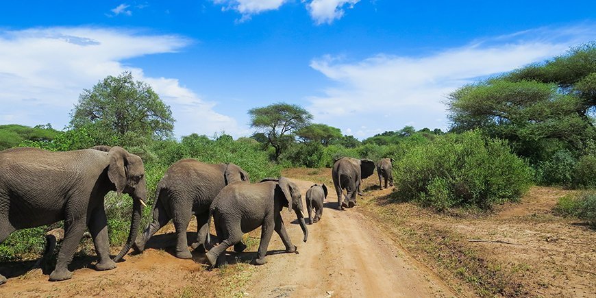 Elefanter på grusvej i Lake Manyara nationalpark