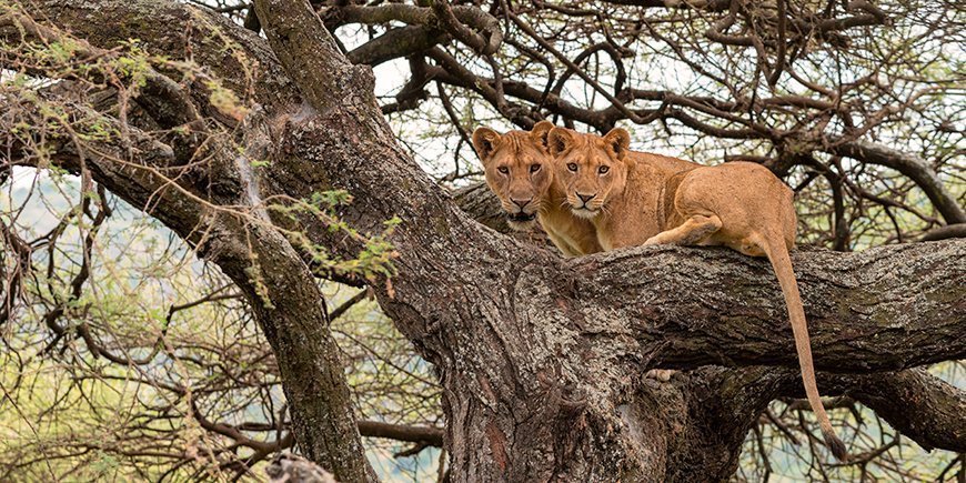 Træklatrende løver i Lake Manyara