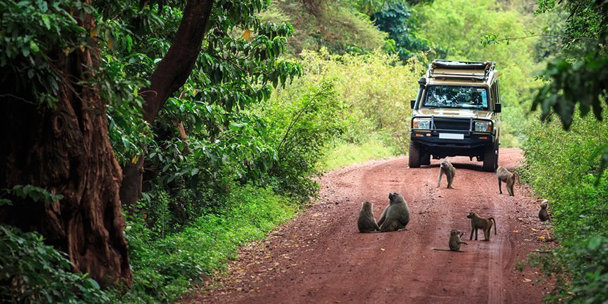 Bavianer på vejen i Lake Manyara nationalpark