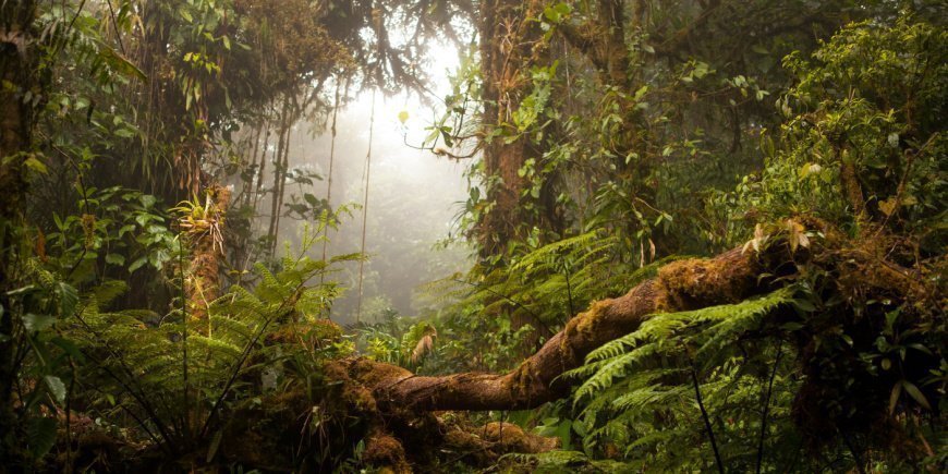 Tågeregnskoven Monteverde i Costa Rica