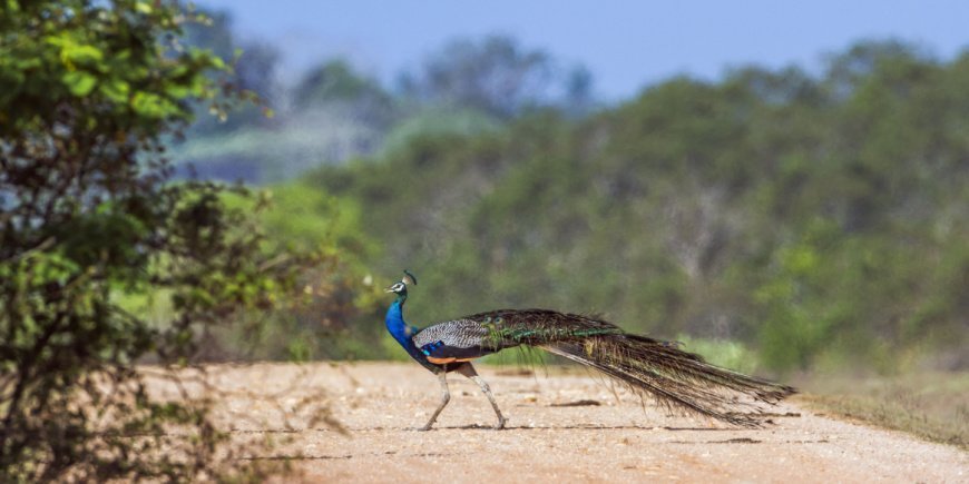 Påfugl i Bundala Nationalpark i Sri Lanka