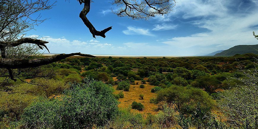 Skoven i Lake Manyara nationalpark