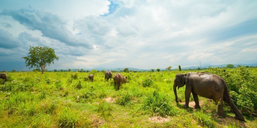 Vilde elefanter i Udawalawe Nationalpark