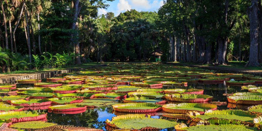 Sir Seewoosagur Ramgoolam Botaniske Have