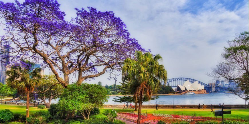 Forårsblomstring i Sydney