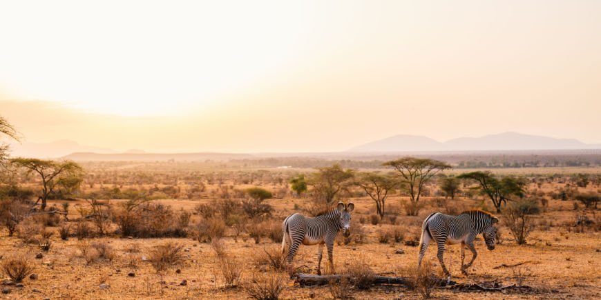 Grevy's zebraer i Samburu