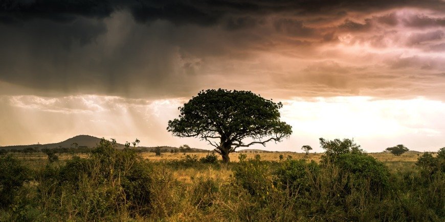 Dramatisk sky med regn over landskabet i Serengeti, Tanzania