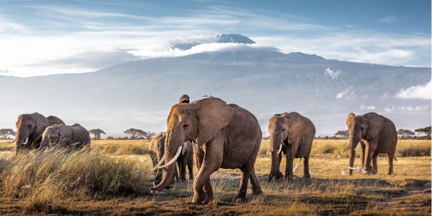 Elefanter i Amboseli Nationalpark med Kilimanjaro i baggrunden