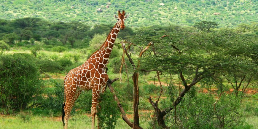 Giraf i Samburus grønne landskaber