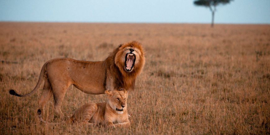 Løve og løvinde i Masai Mara i Kenya