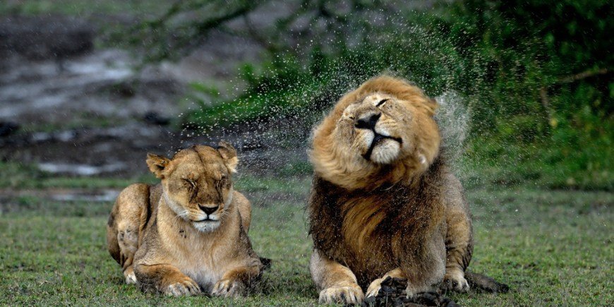 To løver ligger sammen i regnen