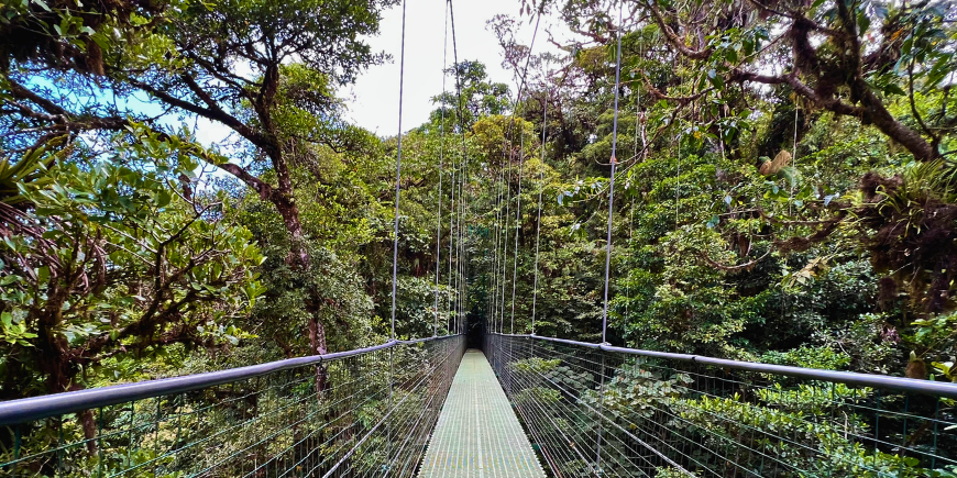 Hængebro i Monteverde in Costa Rica