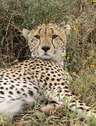 Dyrevelfærd, hele verden