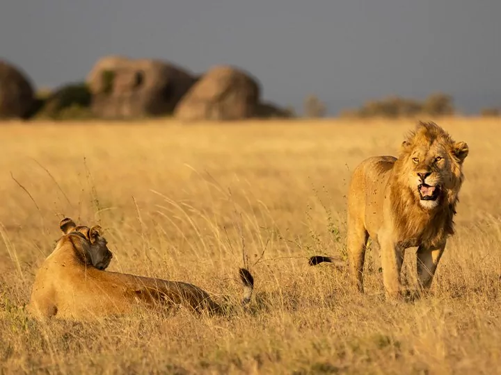 Serengeti safari