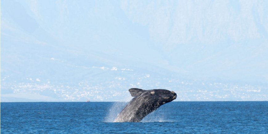 Hval bryder vandoverfladen i False Bay i Cape Town, Sydafrika