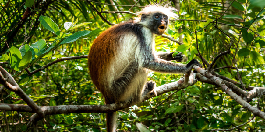 Rød colobusabe i Jozani Forest i Zanzibar 
