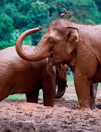 Elefanterne i ChangChill, Thailand
