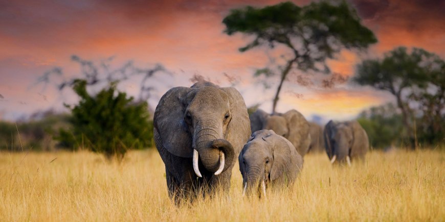 elefant og elefantunge i tanzania