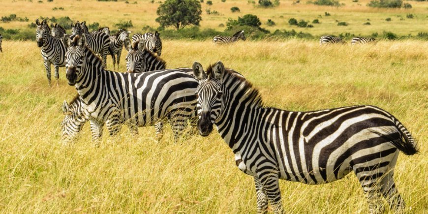 Gruppe af zebraer i Masai Mara