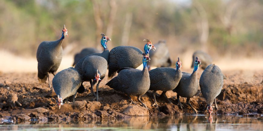 perlehøner i botswana