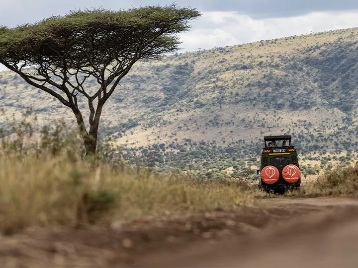 Safari og rejser til Afrika
