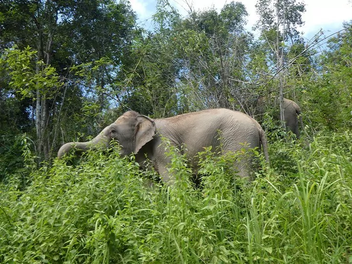 Elefanterne i ChangChill, Thailand