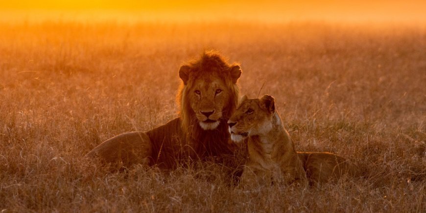 løve og løvinde i solnedgang i masai mara