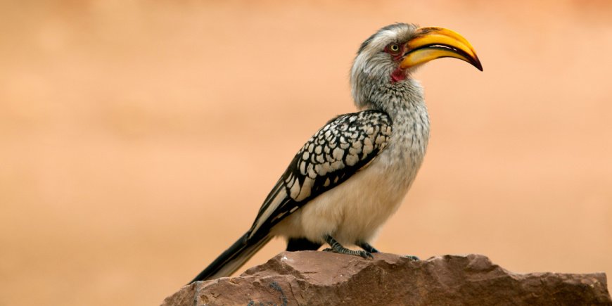 næsehornsfugl i Kruger