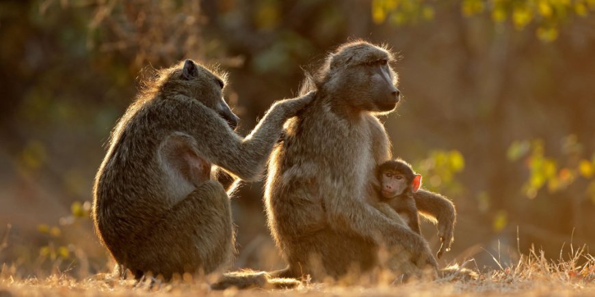Bavianer, der piller i hinandens pels, i Kruger Nationalpark