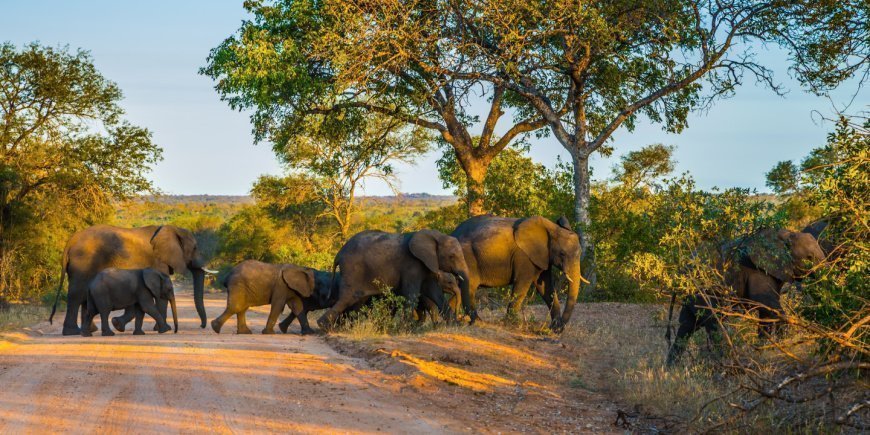 Elefanter på grusvej i Kruger Nationalpark