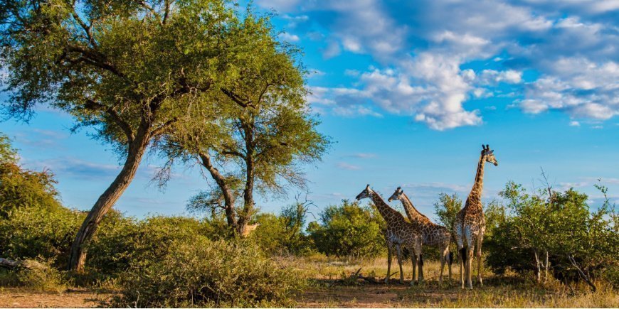 Giraffer i Kruger Nationalpark i Sydafrika