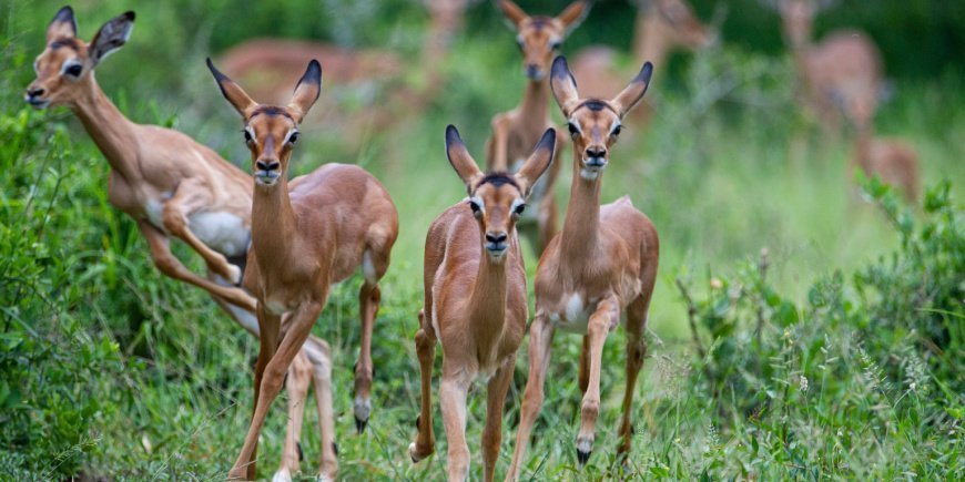 En gruppe impalaer i Kruger i Sydafrika