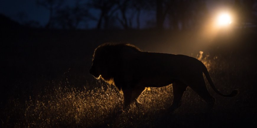 Løve går i mørket i Greater Kruger-området