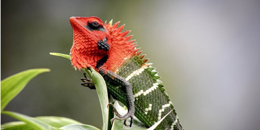 En rød/grøn øgle i Sinharaja regnskoven i Sri Lanka