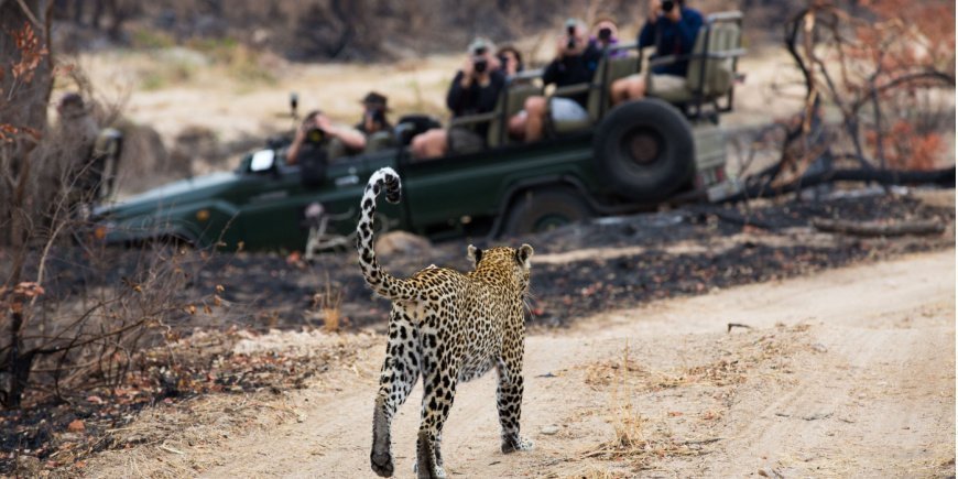 Leopard i Sabi Sands Game Reserve