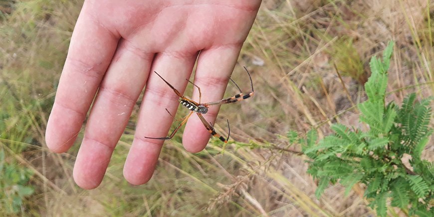 Insekt i hånd fundet på bushwalk