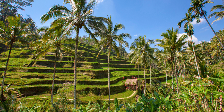 Tegallalang risterrasse på Bali, Indonesien