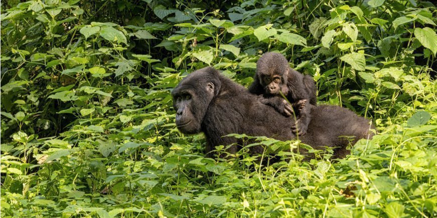 To gorillaer i Bwindi i Uganda