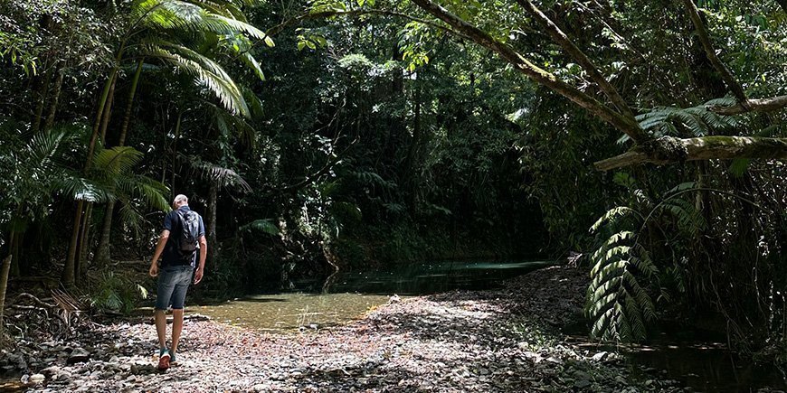 Mand står i Daintree regnskov i Australien