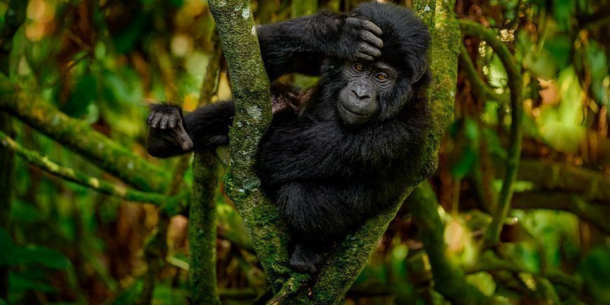 Gorilla-baby i Bwindi Impenetrable Nationalpark i Uganda 