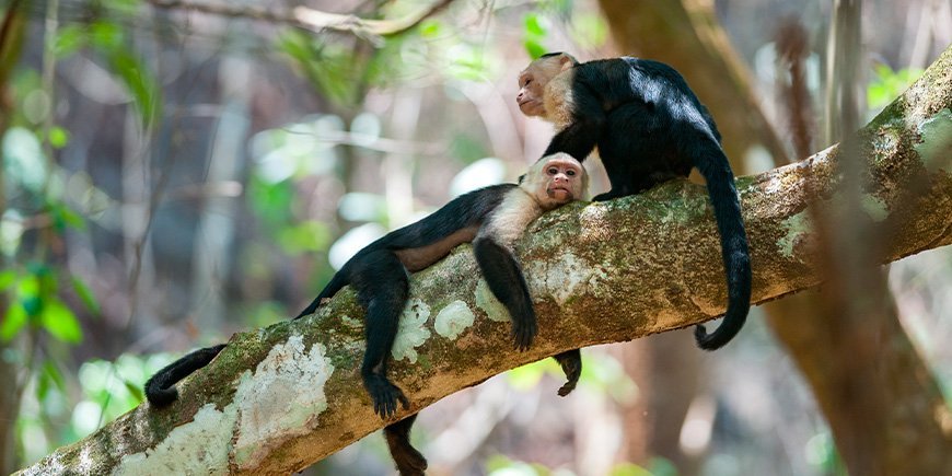Capuchin-aber i Corcovado i Costa Rica 